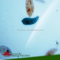 Individual slide Paramecium w.m microscope slide biological microscope slides for teaching