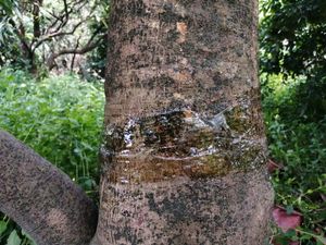 Hot-Melt Dính Cây Ban Nhạc Keo Côn Trùng Bẫy Hiệu Quả Thiệt Hại Phòng Chống Gel Nhà Nước Cho Bay Kiến Kiểm Soát Dịch Hại - Product Image 4