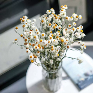 Bouquet de fleurs séchées naturelles d'Ammobium Alatum (<span class=keywords><strong>Fleur</strong></span> éternelle ailée) <span class=keywords><strong>et</strong></span> de marguerites séchées pour la décoration intérieure – Vente en gros - Product Image 6