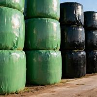Culture de Rhizopus Oryzae à double action : Améliore la stabilité aérobie de l'ensilage et pré-digeste les aliments pour une palatabilité supérieure