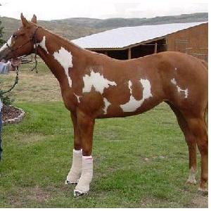 ชุดปฐมพยาบาลผ้าพัน<span class=keywords><strong>แผล</strong></span>ยืดหยุ่นได้สำหรับวัวแกะและม้า - Product Image 2