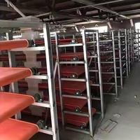 Cage à cailles automatique avec bande transporteuse à fumier et production d'œufs