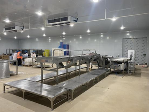 Máquina Automática de Clasificación, Calibración, Selección, Pesaje y Empaquetado de Arándanos - Product Image 4