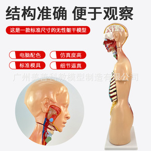 Modelo Anatómico del Sistema de Órganos Humanos de 85 cm, Anatomía Médica, 19 Estructuras del Tronco Asexual y Órganos Internos - Product Image 4