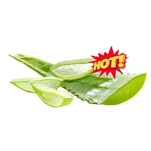 (KIM) en çok satan!! Vietnam'dan % 100% doğal ALOE VERA rekabetçi fiyat/sağlıklı bitki bileşikleri ile yüksek kalite