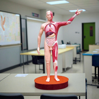 Modelo anatómico de músculos humanos y vísceras de ciencia médica, modelo de músculo, modelo de enseñanza de anatomía, equipo de laboratorio escolar