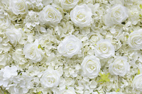 Großhandels preis 8ft White Rose Flower Wall Hintergrund für Hochzeit, Roll Up Flower Wall Künstliche Rose Elfenbein White Flowers Wall