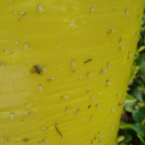 Trampa de Feromonas para Insectos <span class=keywords><strong>Empoasca</strong></span> Vitis Gothe, Líquido Ecológico Biológico, Trampa para Saltamontes de Hoja Verde Pequeña, Pesticida para Jardín de Té - Product Image 3