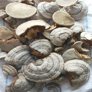Hongo Natural Seco al por Mayor, Pyropolyporus Fomentarius, Fomes Fomentarius - Product Image 6