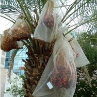 Tas jala pelindung buah pohon palem tanggal 90X120cm pasar AS