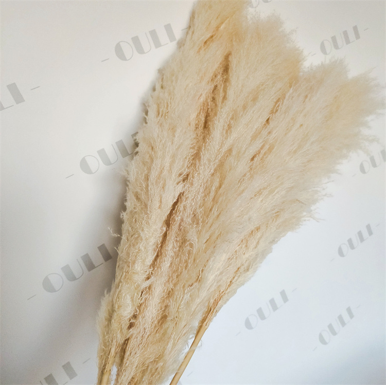 Crema (lunghezza della testa 80-100cm)