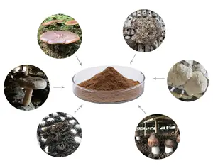 Poudre de champignon Alpha glucane en vrac AHCC