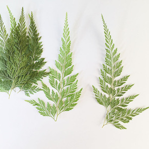 Feuilles <span class=keywords><strong>de</strong></span> <span class=keywords><strong>fougère</strong></span> vertes séchées naturelles, spécimen végétal pour l'artisanat DIY et les matériaux pédagogiques <span class=keywords><strong>de</strong></span> la maternelle - Product Image 3