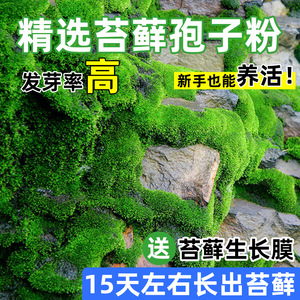 Moss Spore Powder Fresh Moss Green Plants All Year Round Short Fiber Water Absorbing Stone <b>Seeds</b> Micro Landscape <b>Bonsai</b> - Product Image 2