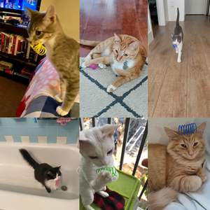 4 Uds. Juguete de resorte en espiral interactivo para gatos creativos de Color personalizado, juguete de resorte de plástico duradero para gatos, juguetes para matar el tiempo y mantenerse en forma - Product Image 4