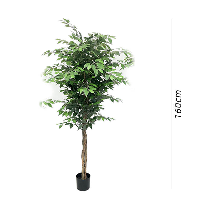 Simulated banyan tree height about 1.6m