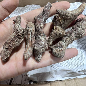 Vente en gros de fèces de dinosaures spécimens de monazite naturelle <span class=keywords><strong>fossile</strong></span> <span class=keywords><strong>os</strong></span> rare minéraux bruts cristal - Product Image 4