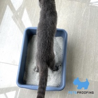 PETSPROOFING Bac à Litière pour Chat en Plastique Portable de Grande Taille avec Design Simple Nettoyage Facile Boîte de Toilette pour Chat et Accessoires