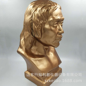Modelo de reconstrucción de cabeza de hombre de Pekín, modelo didáctico histórico, fabricante de instrumentos educativos - Product Image 4