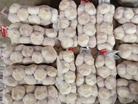 Ail frais de qualité supérieure de la région de Jin Xiang, Shandong, Chine, fournisseur d'ail