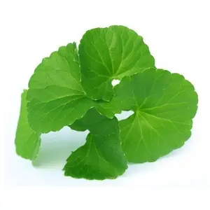 Травяной экстракт, экстракт Herba Centellae asiaticiside Gotu Kola Centella Asiatica