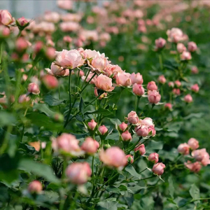 Olio Essenziale di Rosa per Schiarire e Illuminare la Pelle di Viso e Corpo - 100% Puro e Biologico, Riduce le Macchie Scure, Antiossidante - Product Image 6
