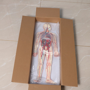 Modèle Anatomique Complet des Organes Viscéraux, Cardiaques et Vasculaires pour l'Enseignement, Système Circulatoire Humain - Product Image 3