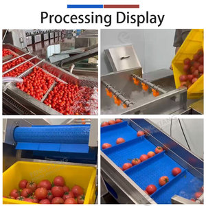 Machine de lavage et de séchage de tomates équipée d'un chariot élévateur avec bac basculant, ligne de nettoyage de tomates pour l'emballage direct - Product Image 5