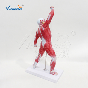 Modèle de structure musculaire humaine avec base pour l'enseignement de l'anatomie en faculté de <span class=keywords><strong>médecine</strong></span> et la <span class=keywords><strong>médecine</strong></span> sportive, science populaire CE/ISO/ROHS/CNAS - Product Image 6