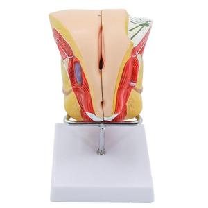 Modèle anatomique détachable du système reproducteur féminin, taille réelle, en PVC, organes génitaux internes et externes - Product Image 2