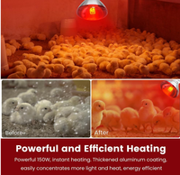 Lampe chauffante infrarouge épaissie 100W/150W/200W/250W pour l'élevage de poulets, porcs et animaux