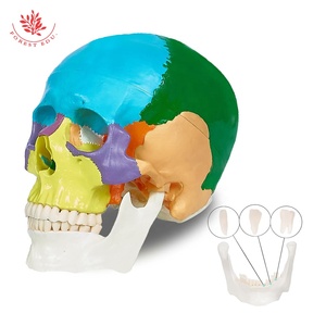 Mô hình sọ người frt021 khoa học y tế khớp nối bắt buộc ba răng có thể tháo rời mô hình hộp sọ - Product Image 5