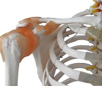 Squelette d'éducation humaine avec Muscles et Ligaments 180cm de haut avec support/modèle biologique modèle squelette taille réelle