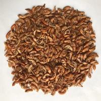 Gammarus poisson tortue, qualité supérieure, aliments secs par le soleil, g