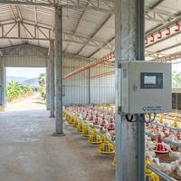 Entrepôt agricole en structure légère d'acier sur mesure avec système d'alimentation automatique, galvanisation à chaud, soudage et découpe, garantie 50 ans