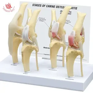 Animal anatómico modelo <span class=keywords><strong>perro</strong></span> cuatro etapas rodilla artritis <span class=keywords><strong>esqueleto</strong></span> modelo <span class=keywords><strong>Esqueleto</strong></span> <span class=keywords><strong>perro</strong></span> rodilla articulación modelo - Product Image 1