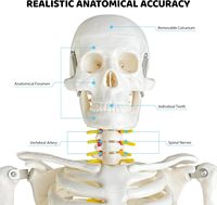 Modèle de squelette humain 85CM Modèle d'enseignement médical Anatomie Bras et jambes amovibles spéciaux Modèle