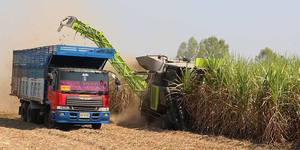 Récolteuse de canne à sucre Zoomlion AC60B, type à roues, machine agricole pour la récolte de la canne à sucre - Product Image 6