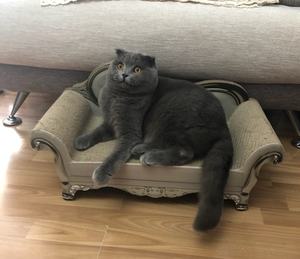 <span class=keywords><strong>Griffoir</strong></span> pour <span class=keywords><strong>chat</strong></span> en <span class=keywords><strong>carton</strong></span> ondulé en vente chaude - Product Image 4