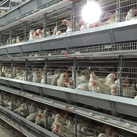 Système d'élevage de poulets automatique à cadre en H galvanisé à chaud, conception personnalisée pour poulets de chair et pondeuses, équipement pour grandes exploitations avicoles
