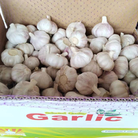 Hete Verkoop Chinese Verse Normale/Pure Witte Knoflook Verse Groenten Alho Ail Groothandel Knoflook Prijs Voor Voedsel Koken