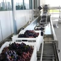 Solution clé en main pour machine à jus de raisin/vin Machine à égrappage de raisin Usine de production