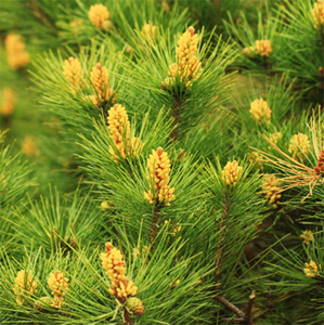 Song Hua-extracto de polen de pino roto para mujer, 100% natural, <span class=keywords><strong>Pini</strong></span> orgánico, para pared - Product Image 2