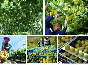 OEM ODM Fórmula Personalizada Edulcorante en Polvo de Fruta del Monje y Alulosa Marrón, Mezcla Cero Calorías - Product Image 6