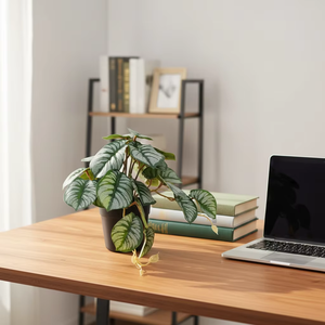 ต้นคาลาเธียเบโกเนียเพเปอรอมีอาเทียมในกระถางสีดำ ใบไม้ปลอมหลากสี สำหรับตกแต่งบ้าน สำนักงาน โต๊ะ ชั้นวาง - Product Image 4