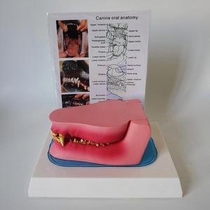 Veteriner Ağız Anatomisi Öğretimi için Diş Hastalığı Patolojisi içeren Köpek Çene Modeli - Product Image 4
