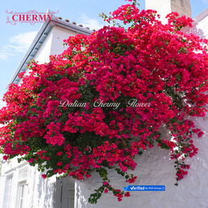 Fleur artificielle <span class=keywords><strong>de</strong></span> <span class=keywords><strong>bougainvillier</strong></span> <span class=keywords><strong>de</strong></span> soie bon marché <span class=keywords><strong>de</strong></span> CM-TH1424 en gros - Product Image 2