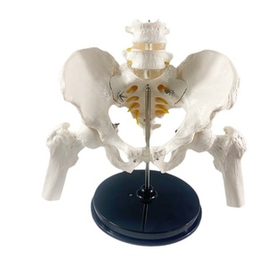Modelo Anatómico Articulado <span class=keywords><strong>de</strong></span> <span class=keywords><strong>Huesos</strong></span> Sacrales y Pélvicos Masculinos, Escala 1:1, MAC-YJ72, PVC, Desmontable - Product Image 1