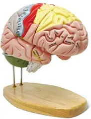 XX-A614デラックスPVC神経科学脳モデル<span class=keywords><strong>4</strong></span>パーツ1.5x等身大学校教育モデル - Product Image 2