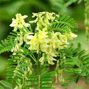 OEM Label pribadi pria kuat suplemen Herbal penguat Stamina kapsul meningkatkan dengan Tribulus terreseis ekstrak kemasan Drum - Product Image 3